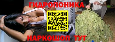 стафф Кингисепп